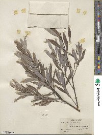 Salix petiolaris image