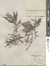 Salix petiolaris image