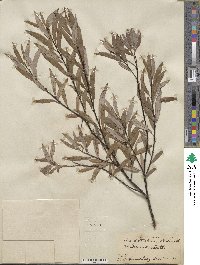 Salix petiolaris image