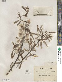 Salix petiolaris image