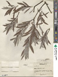 Salix petiolaris image