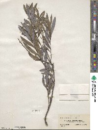 Salix petiolaris image