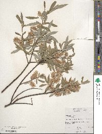 Salix petiolaris image