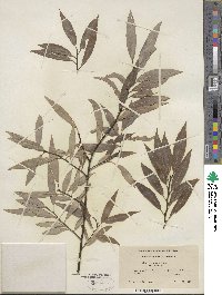 Salix petiolaris image