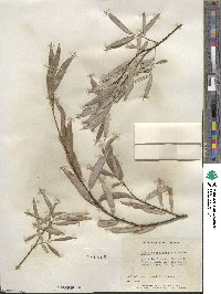 Salix petiolaris image