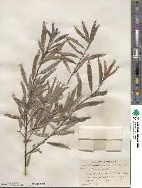 Salix petiolaris image