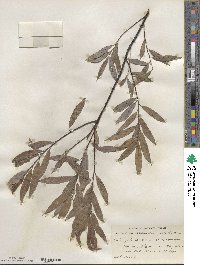 Salix petiolaris image