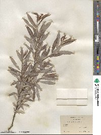 Salix petiolaris image