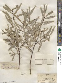 Salix petiolaris image