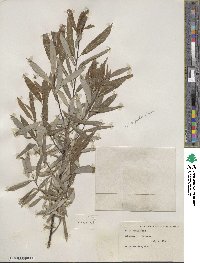 Salix petiolaris image