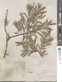 Salix petiolaris image