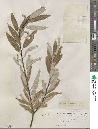 Salix petiolaris image