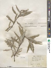 Salix petiolaris image