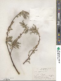 Salix petiolaris image