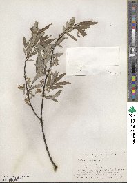 Salix petiolaris image