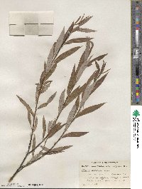 Salix petiolaris image