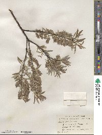 Salix petiolaris image