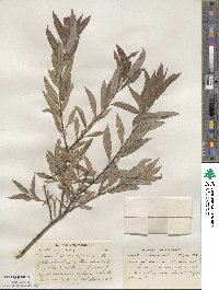 Salix petiolaris image