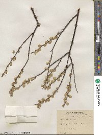 Salix petiolaris image