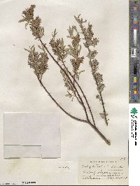 Salix petiolaris image