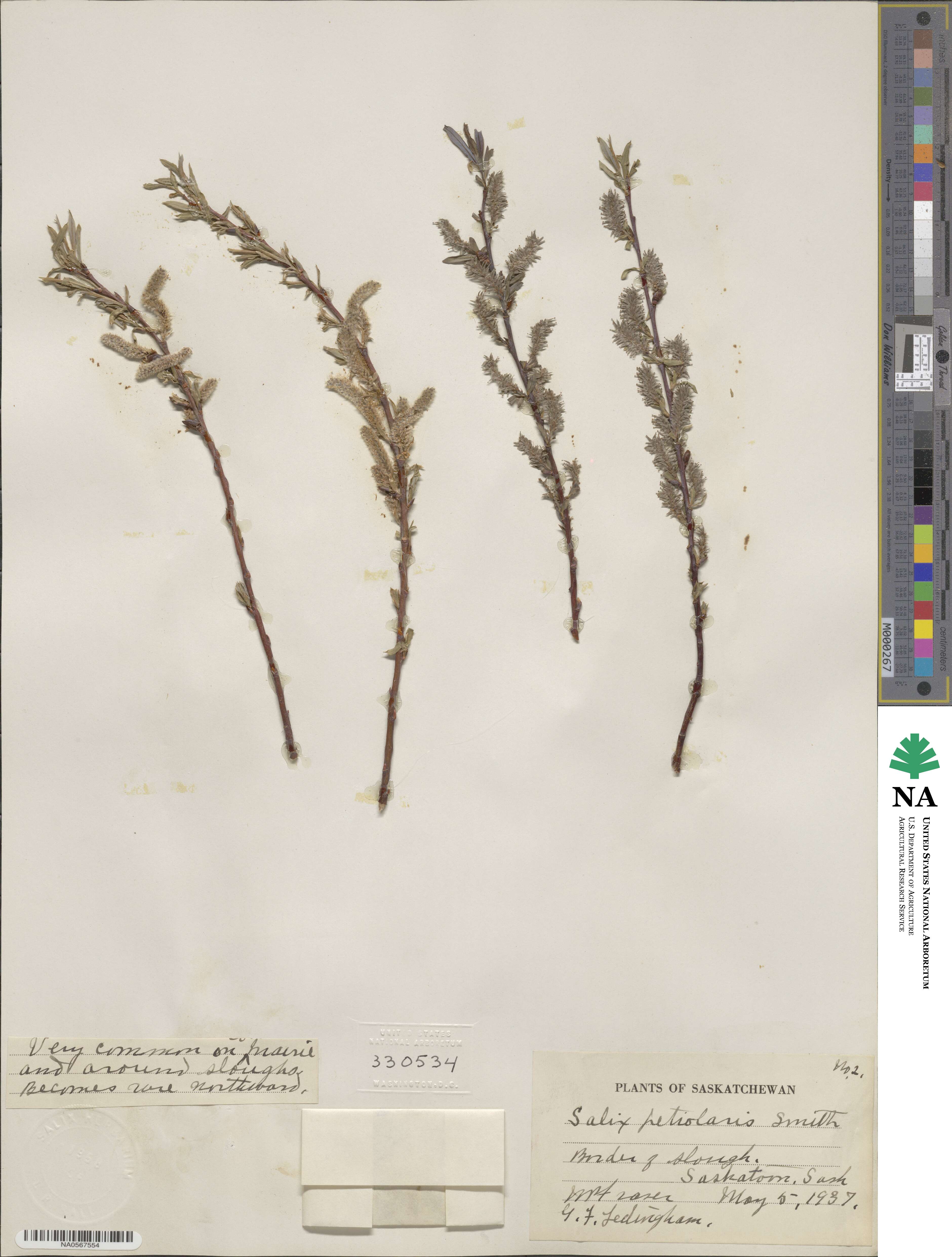 Salix petiolaris image