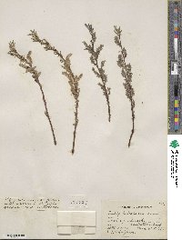 Salix petiolaris image