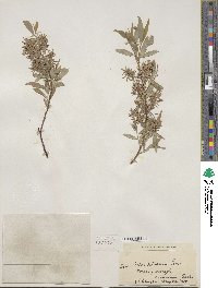 Salix petiolaris image