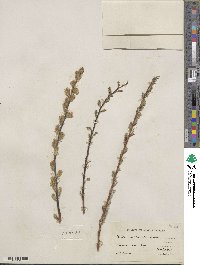 Salix petiolaris image