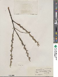 Salix petiolaris image