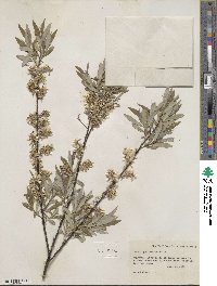 Salix petiolaris image