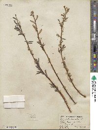 Salix petiolaris image