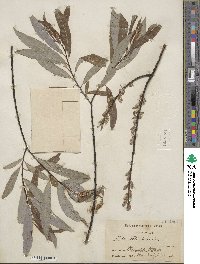 Salix petiolaris image