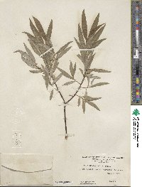 Salix petiolaris image