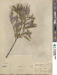 Salix petiolaris image