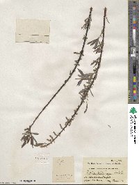 Salix petiolaris image