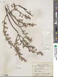 Salix petiolaris image