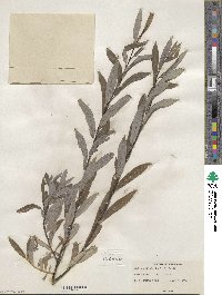 Salix petiolaris image