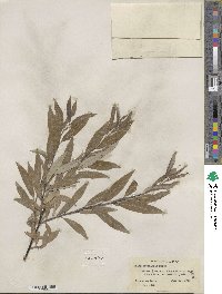 Salix petiolaris image