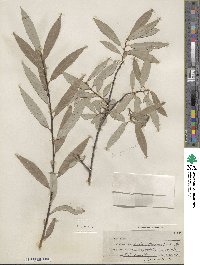 Salix petiolaris image