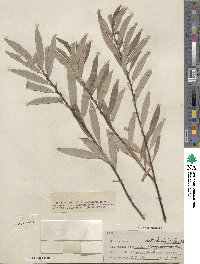 Salix petiolaris image