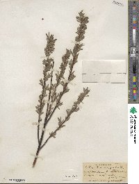 Salix petiolaris image