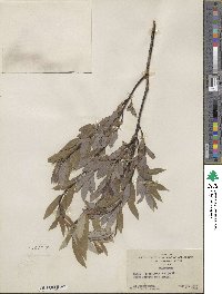 Salix petiolaris image