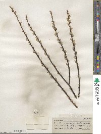 Salix petiolaris image