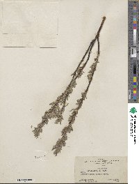 Salix petiolaris image