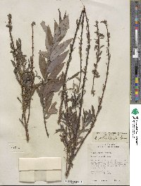 Salix petiolaris image