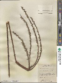 Salix petiolaris image