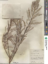 Salix petiolaris image