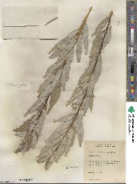 Salix petiolaris image