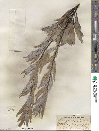 Salix petiolaris image