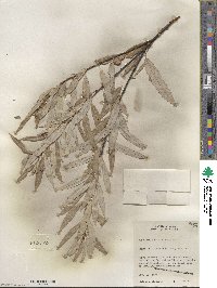 Salix petiolaris image